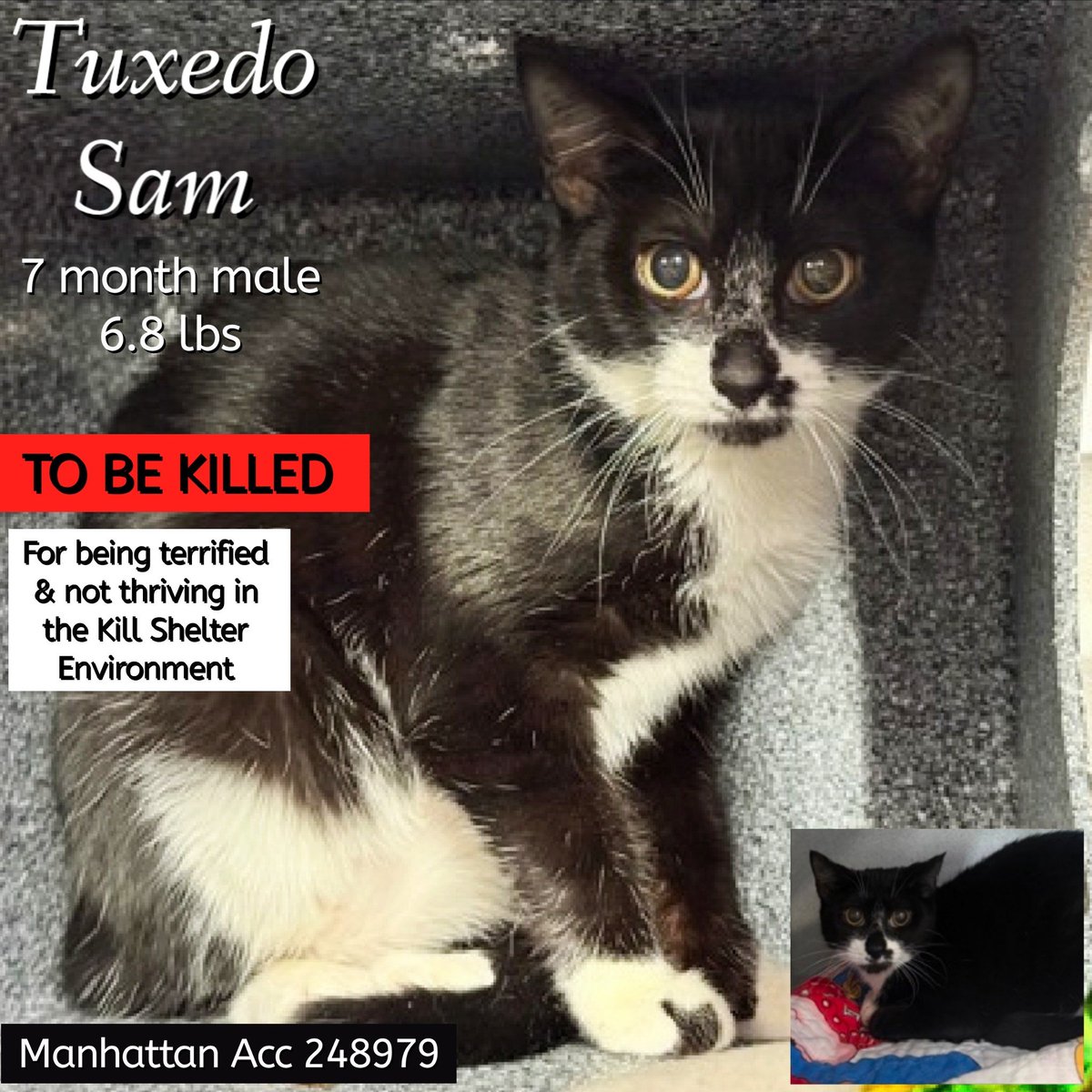 Ally Catmom tweet media