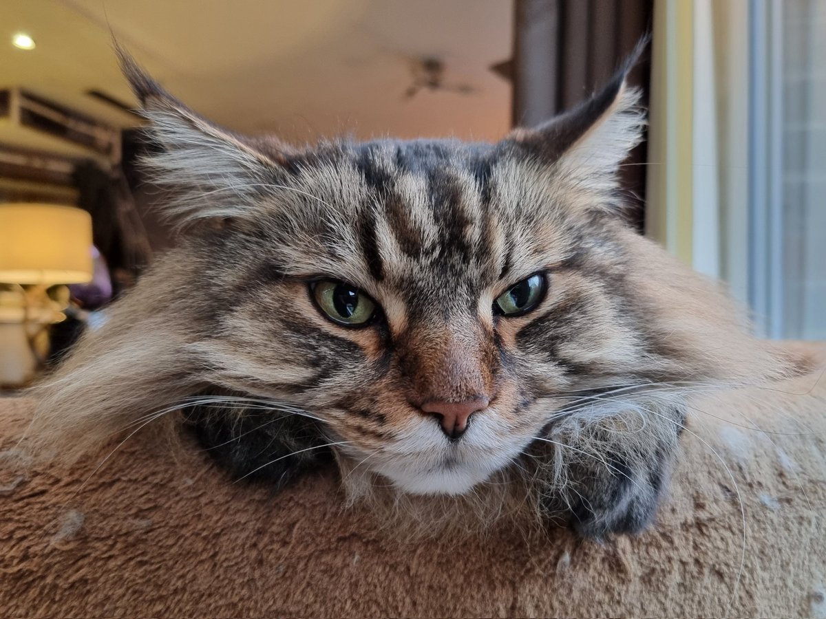 JonnyAHBowker's tweet photo. I'm not sure I've ever seen Seymour look so cheesed off because of the weather! 😂 No #caturday morning in the garden today. #mainecooncat https://t.co/pVo3OtTuBq