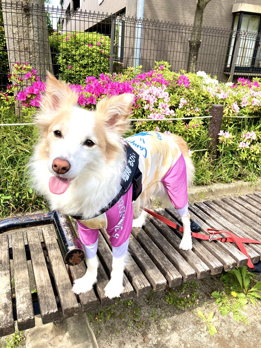 ruby_20210408's tweet photo. ボーダーコリーるびぃ🐶の姉のさぁーやです🙋‍♀️
今回入院中２回目の手術、無事終了しました‼️

……とはいえ、今もまだ髄液が完璧には止まらず、
ほぼ寝たきり3週間以上🛌💤
再び開頭手術の可能性があることも先生から言われました
でも、なんとか生きています❣️
⁡
お返事全然返せずごめんなさい🙏💦 https://t.co/t03JoZJ2hZ