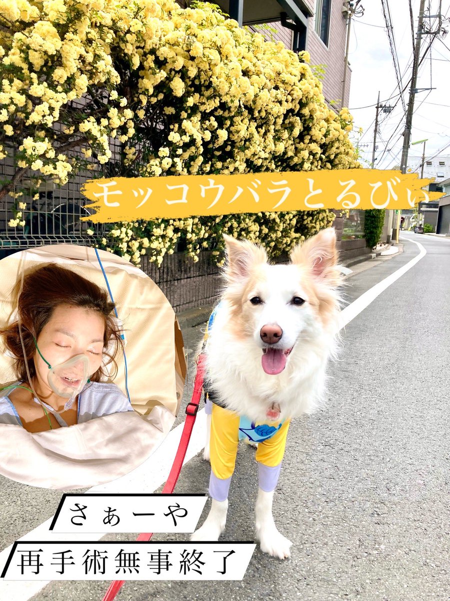 ruby_20210408's tweet photo. ボーダーコリーるびぃ🐶の姉のさぁーやです🙋‍♀️
今回入院中２回目の手術、無事終了しました‼️

……とはいえ、今もまだ髄液が完璧には止まらず、
ほぼ寝たきり3週間以上🛌💤
再び開頭手術の可能性があることも先生から言われました
でも、なんとか生きています❣️
⁡
お返事全然返せずごめんなさい🙏💦 https://t.co/t03JoZJ2hZ