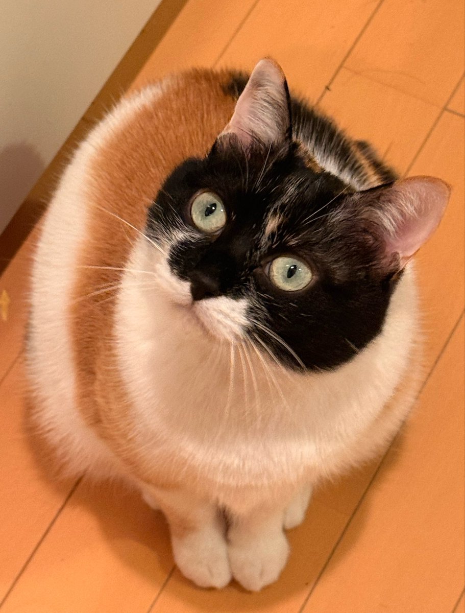 雷十太先生 tweet media