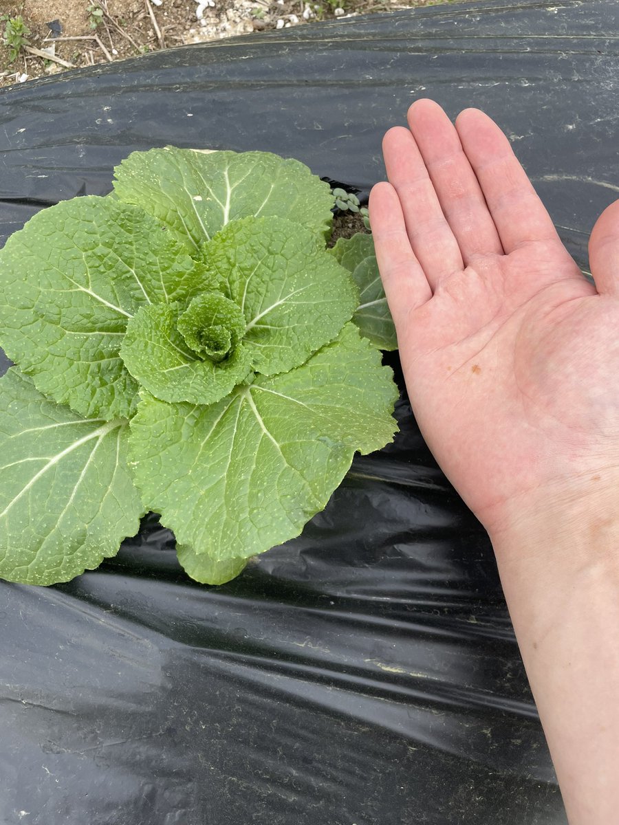 봄 배추 모종정식 23일째, 

성장속도 엄청남🤔