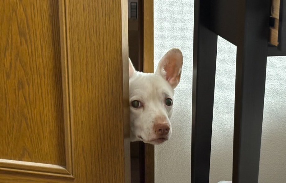 プケ&マイキード🇹🇭 tweet media