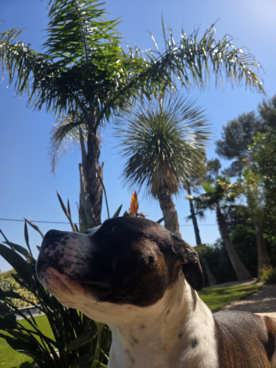 𝙼𝚘𝚗𝚜𝚒𝚎𝚞𝚛 𝚂𝚊𝚙𝚒𝚎𝚗𝚜 ✠🧍‍♂️🐕 tweet media