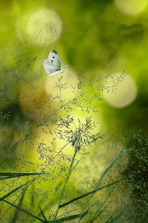 Nature's Canvas tweet media