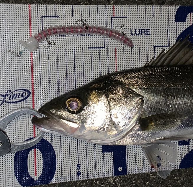 bigseabasscome's tweet photo. やっとヘディサイトフレックスで🎣
160と130、どちらもバイトは多かったんだけどルアーの構造上とシーバス小さいのもあってか、なかなかヒットまで結び付けれなくてネチネチと😅
飛距離は仕方ないなぁ💦

＃Mi3
＃エムアイスリー
＃ルアーショップFROG https://t.co/YhYGaeXJe3