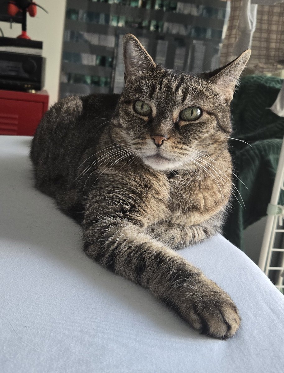 Don Grizzly Modeste tweet media