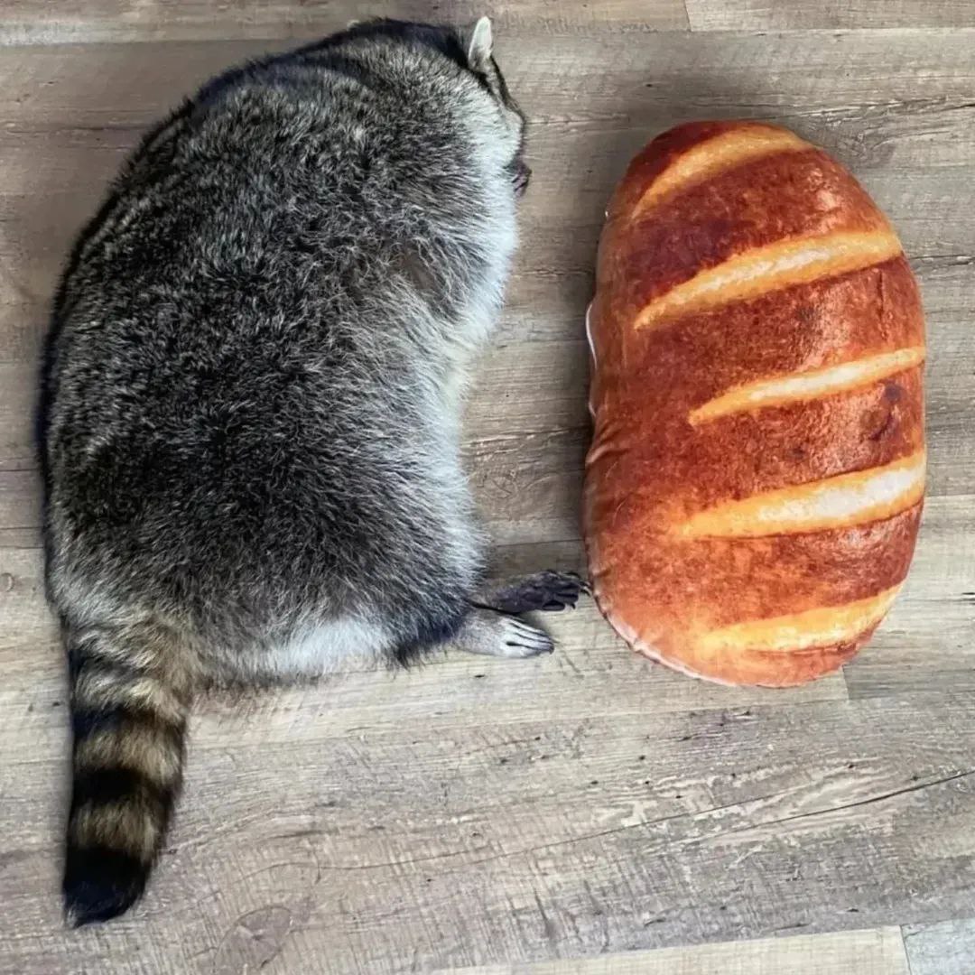 raccoonAuras's tweet photo. https://t.co/K225Dh4TNO
