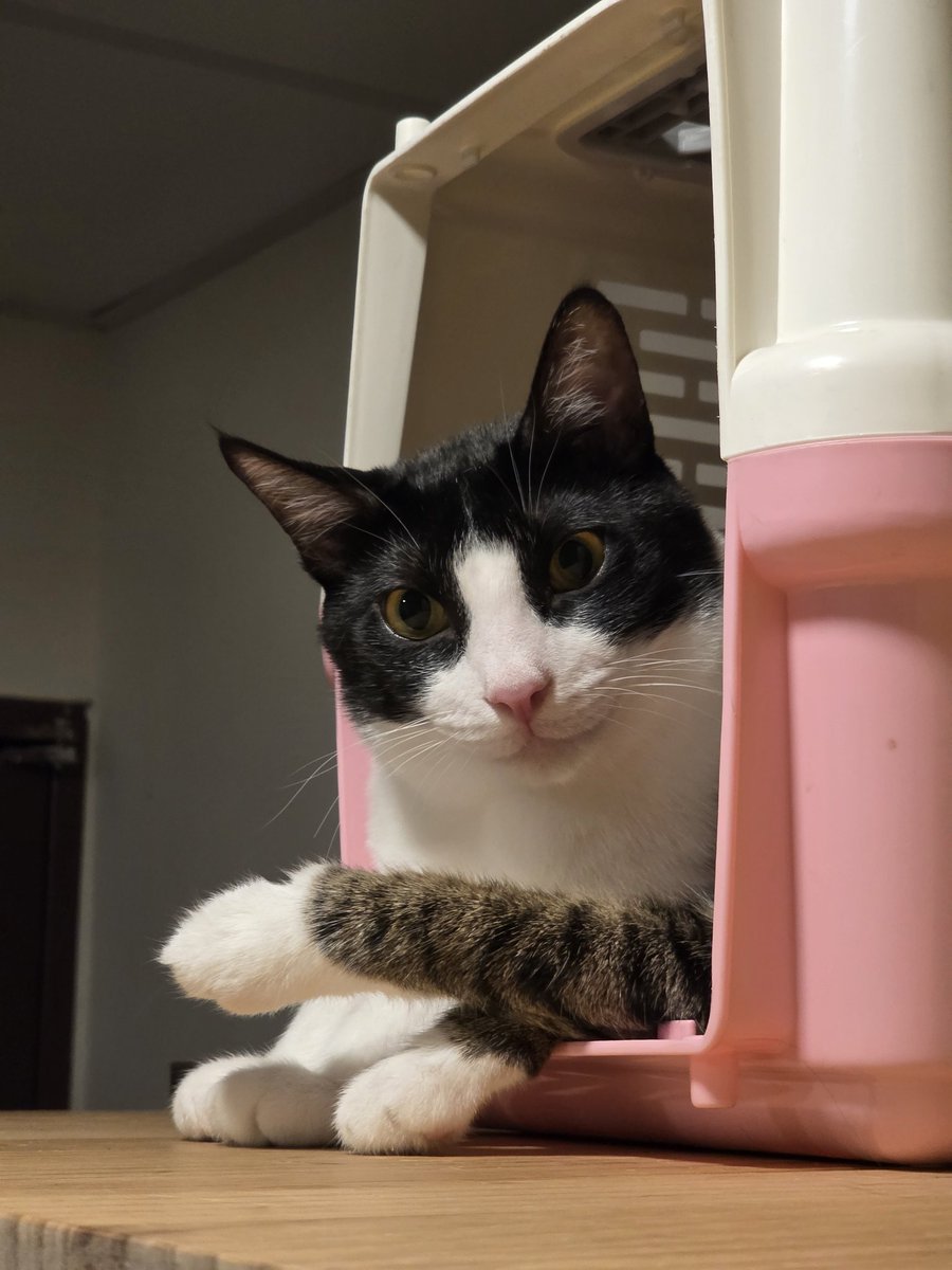 Emil Chou@台灣G+遺民 tweet media