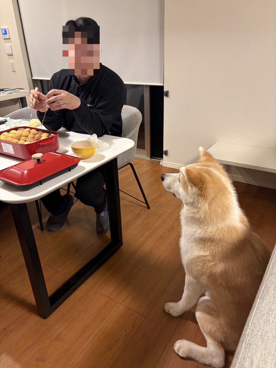 秋田犬 小鉄 tweet media