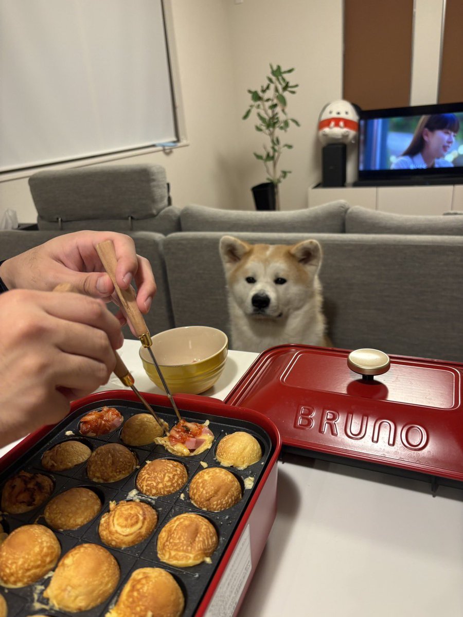 秋田犬 小鉄 tweet media