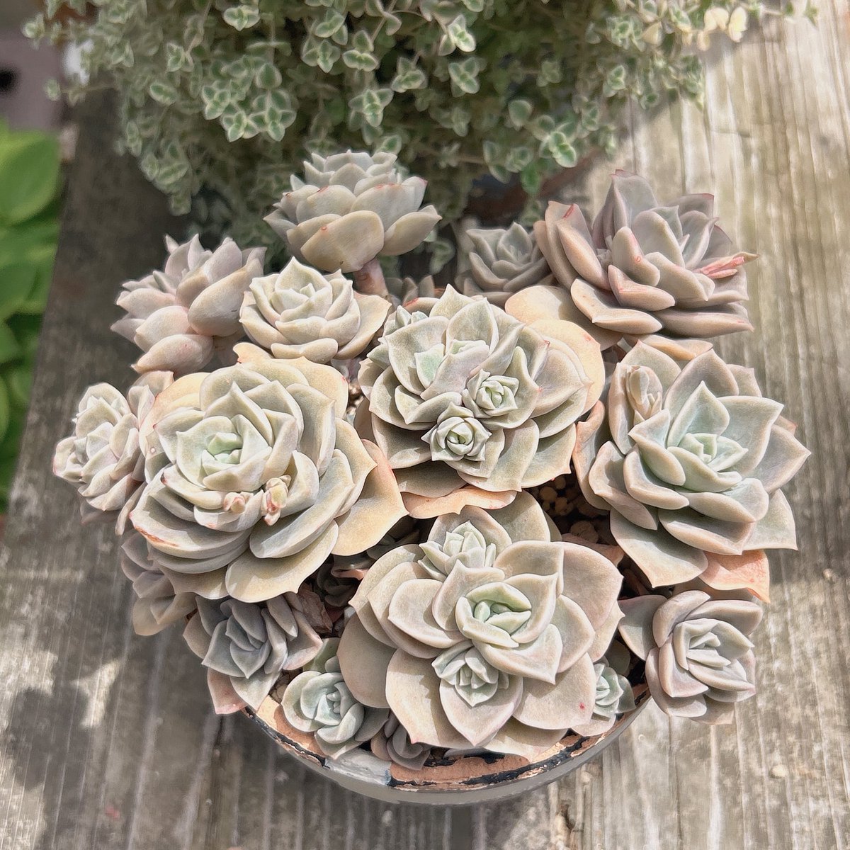 Ruta29life's tweet image. #beforeafter
#ラブリーローズ

去年11月に仕立て直して
葉挿しっ子も挿した
ラブリーローズ丼🌹
苦手だったけど今は良さげ♡

①2026.4月
②2025.11月

#多肉
#多肉植物