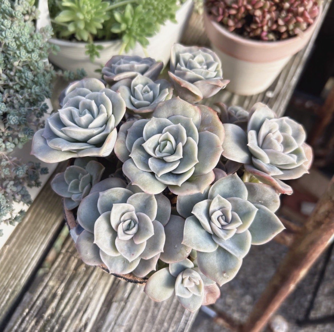 Ruta29life's tweet image. #beforeafter
#ラブリーローズ

去年11月に仕立て直して
葉挿しっ子も挿した
ラブリーローズ丼🌹
苦手だったけど今は良さげ♡

①2026.4月
②2025.11月

#多肉
#多肉植物