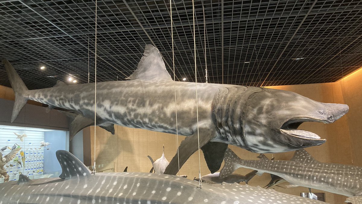 シーラカワスの鱗とサメ🦈 tweet media