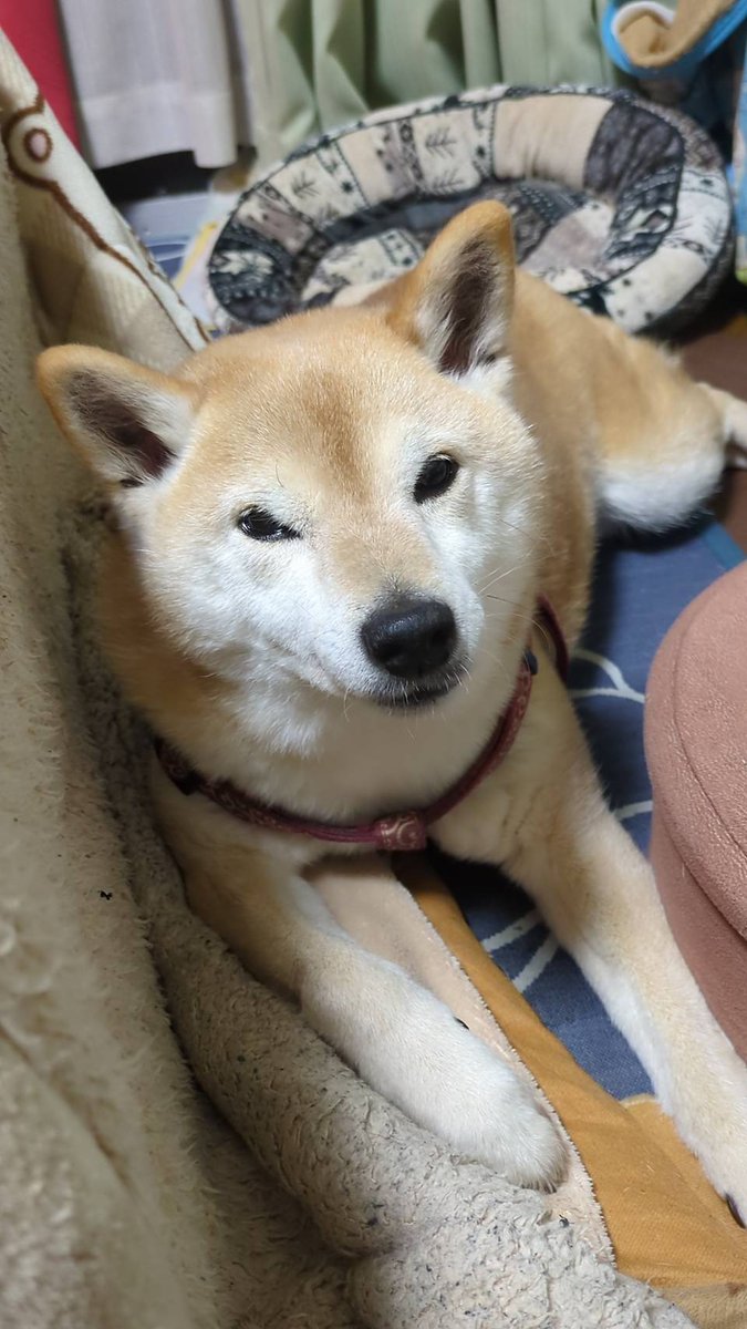 といちや(🐴ちとお休み中💦) tweet media