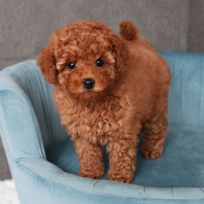 Bofrot1cedi tweet media