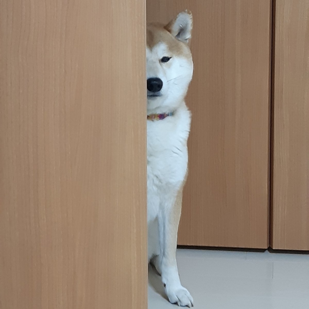 ペコ丸 tweet media