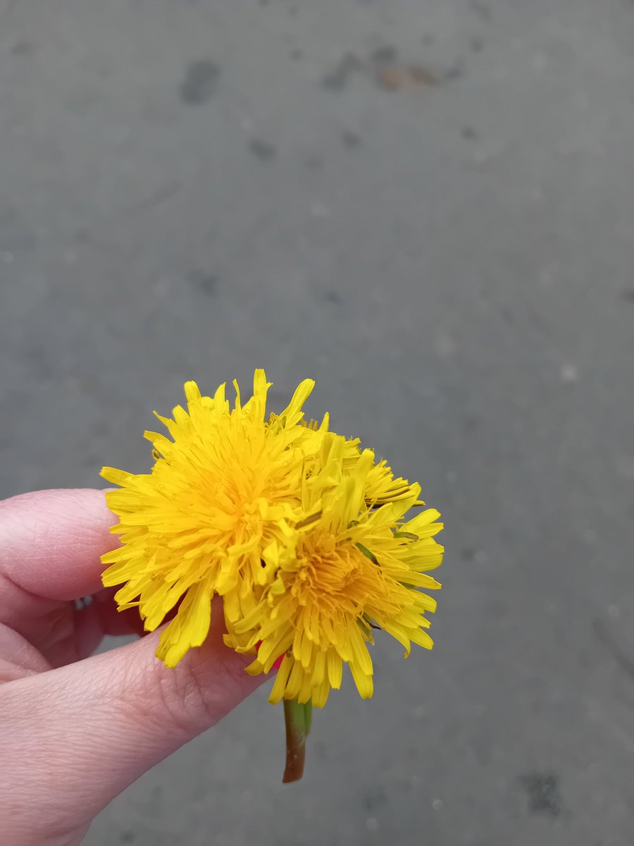 HRoyleSolicitor's tweet image. Slightly less impressive bouquet for my kitchen table today but given with just as much love #ParentingJoy