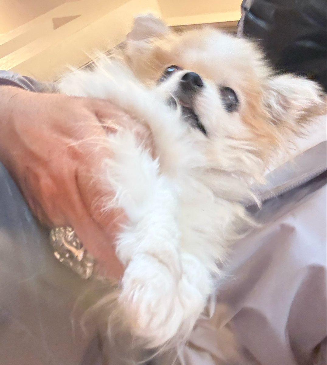 花上貴之 🇺🇦 イラストレーター tweet media