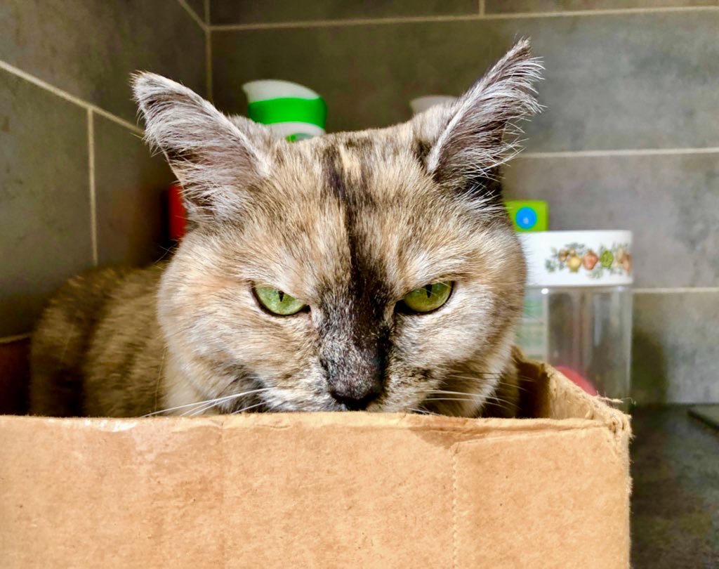 Helen Dale (not on your team, but always fair) tweet media