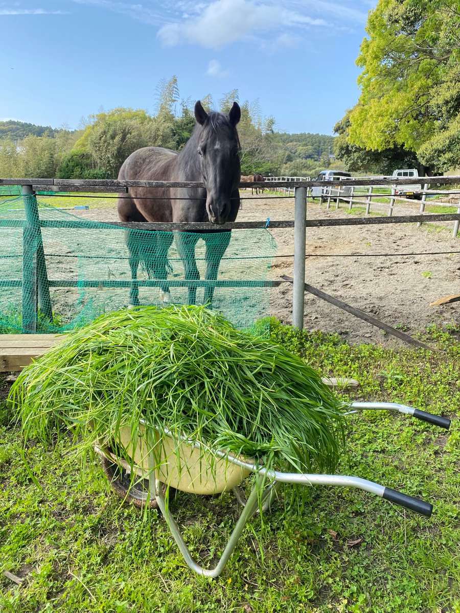 マーサファーム🍀 tweet media