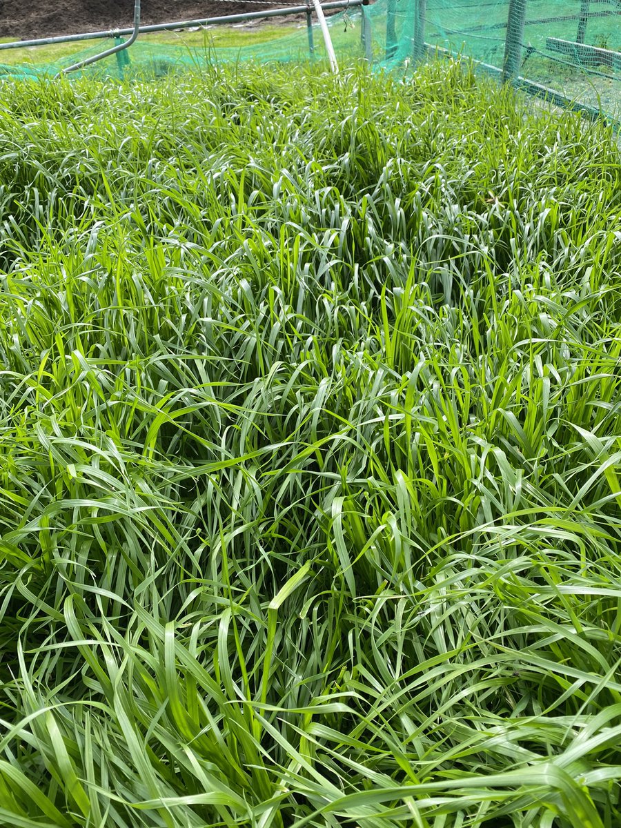 マーサファーム🍀 tweet media