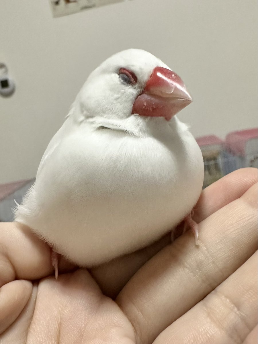 たまに文鳥が頭が痒くてシモベの手に頭をこすりつけたとき、頭の温もりと頭蓋骨の形が手にダイレクトに伝わってきてｳﾋｮﾋｮﾋｮﾋｮﾋｮﾋｮﾋｮﾋｮﾋｮﾋｮﾋｮﾋｮﾋｮﾋｮﾋｮﾋｮﾋｮﾋｮﾋｮﾋｮﾋｮﾋｮﾋｮﾋｮﾋｮﾋｮﾋｮﾋｮﾋｮﾋｮﾋｮﾋｮﾋｮﾋｮﾋｮﾋｮﾋｮﾋｮﾋｮﾋｮﾋｮﾋｮ