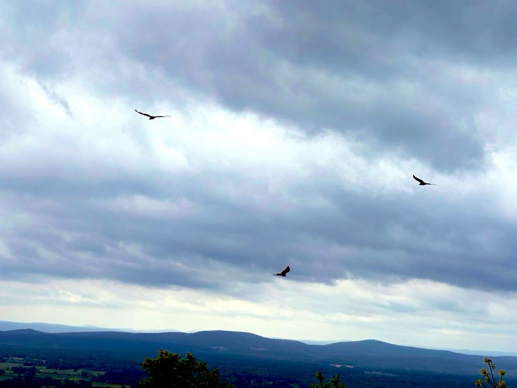 ave_omnibus's tweet image. Three birds drift on wind
High above the green valley 
My soul soars with them

#haiku