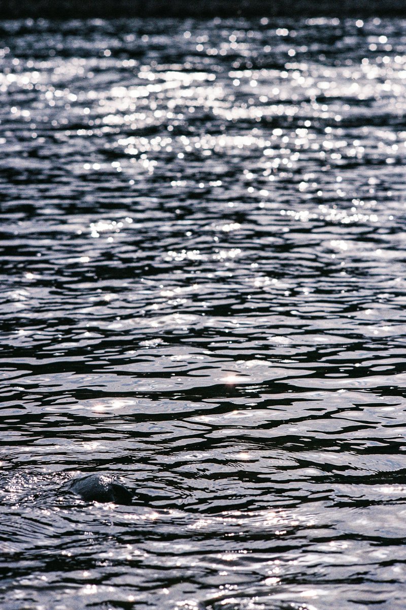 shinbee_inue's tweet image. 断片

#film