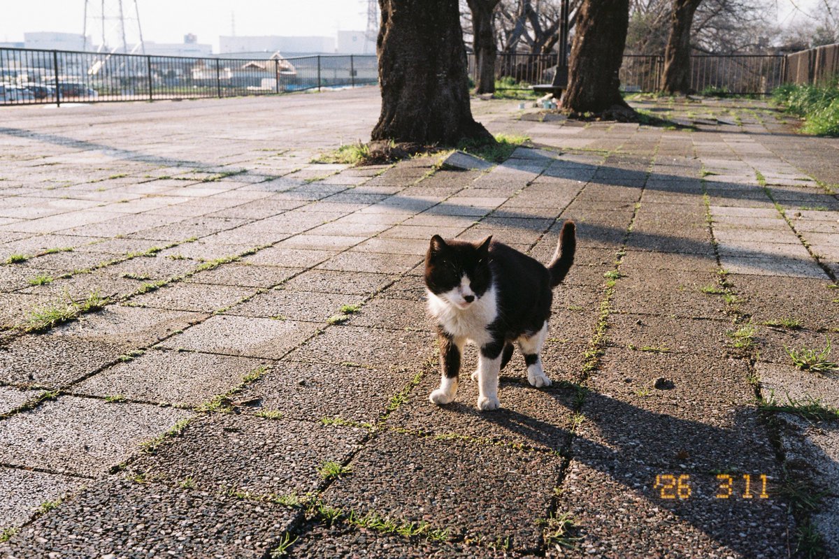 shinbee_inue's tweet image. 断片

#film