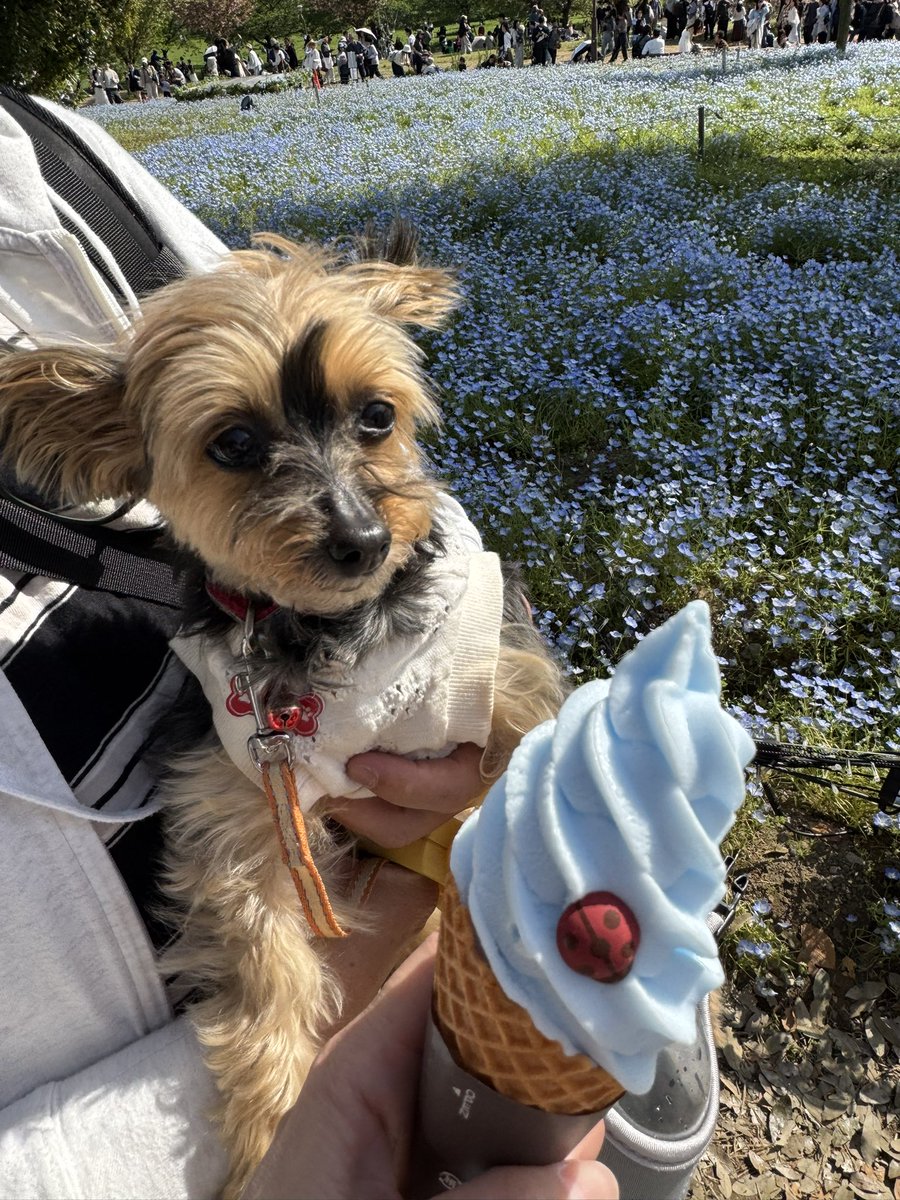 ka_ya_wan's tweet photo. 電車に乗って行って来たワン🐶
#ソフトクリームはラムネの入ったソーダ味🍦 https://t.co/ugtHtspJyo