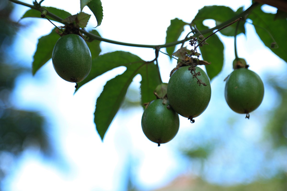 FD TV Media tweet media