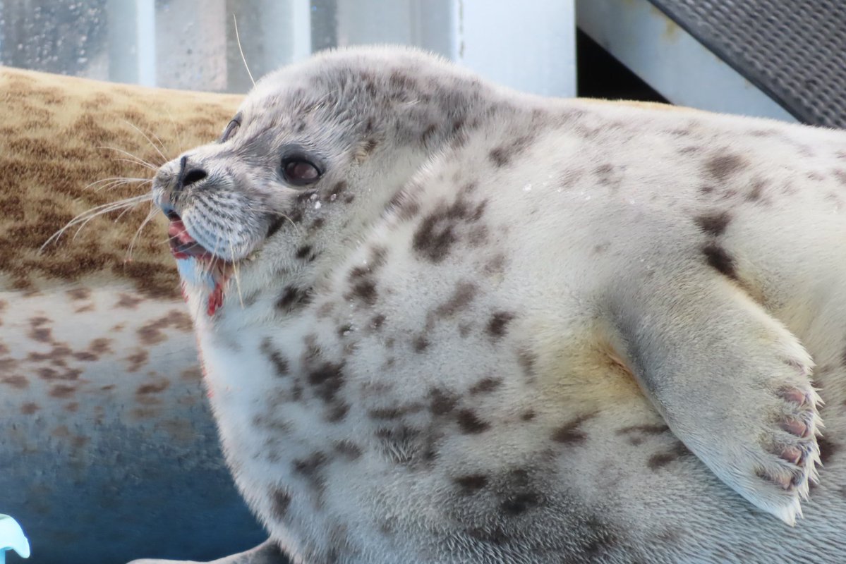 ゆちょん tweet media