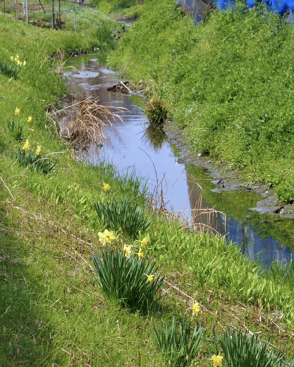 アマガエル tweet media