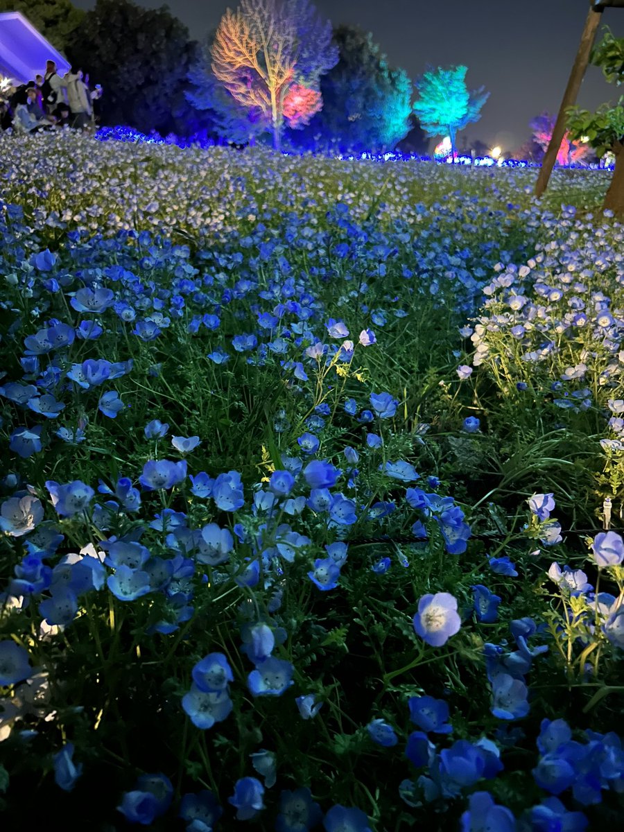 碧(あお)🚙 tweet media