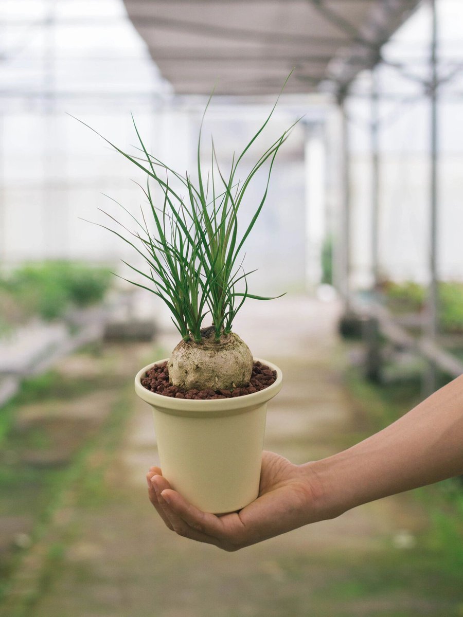 Vanessayazmine tweet media