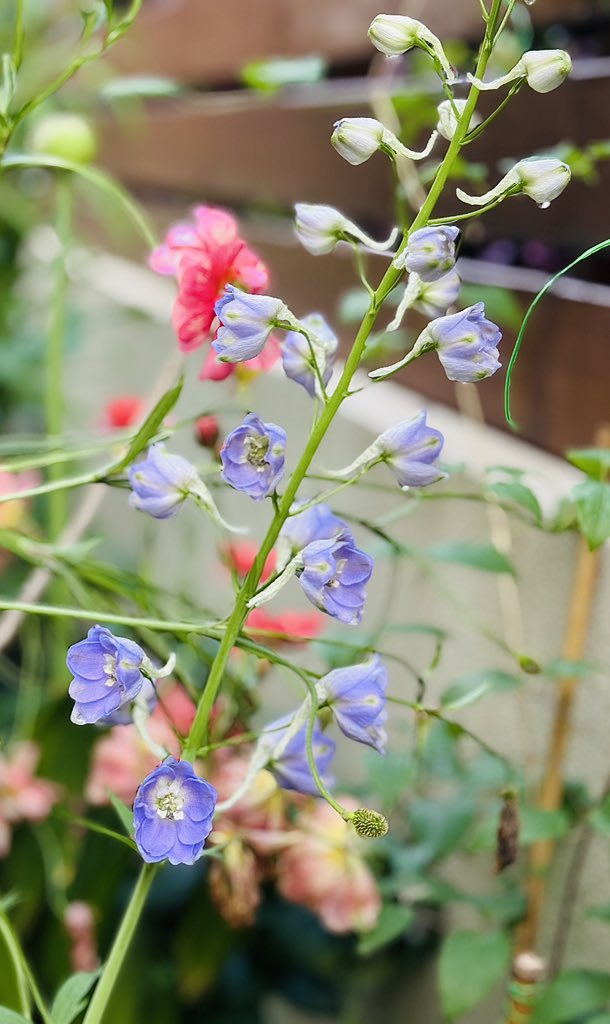 AnneZhu81494176's tweet image. The very first blooms of each flower are always the most exciting — even more heart-stirring than full bloom.
#FirstBloom
#SpringBloom
#GardenLife
#GardenDiary 
#BloomingMoments
#QuietBeauty
#InMyGarden
#SmallGarden
#CourtyardGarden
#Delphinium
