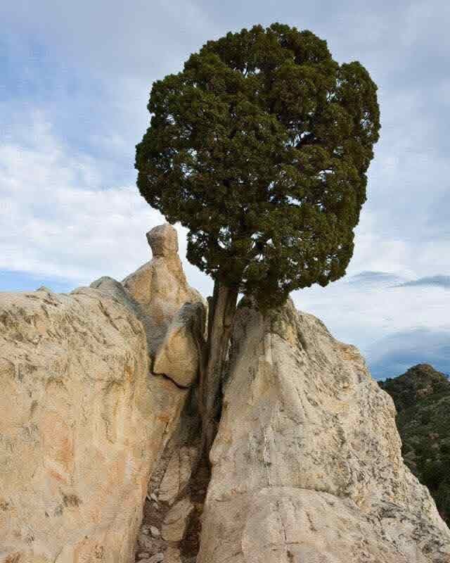 مروان قيس tweet media