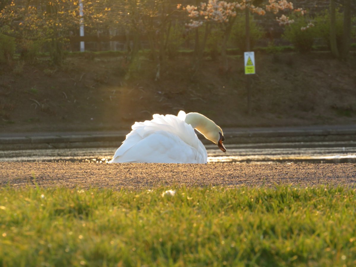 _DundeePerfect_'s tweet image. They said they were going to block the #Sun....
Have they found a way?
Is #Scotland the Guinea Pigs?
images April 2023