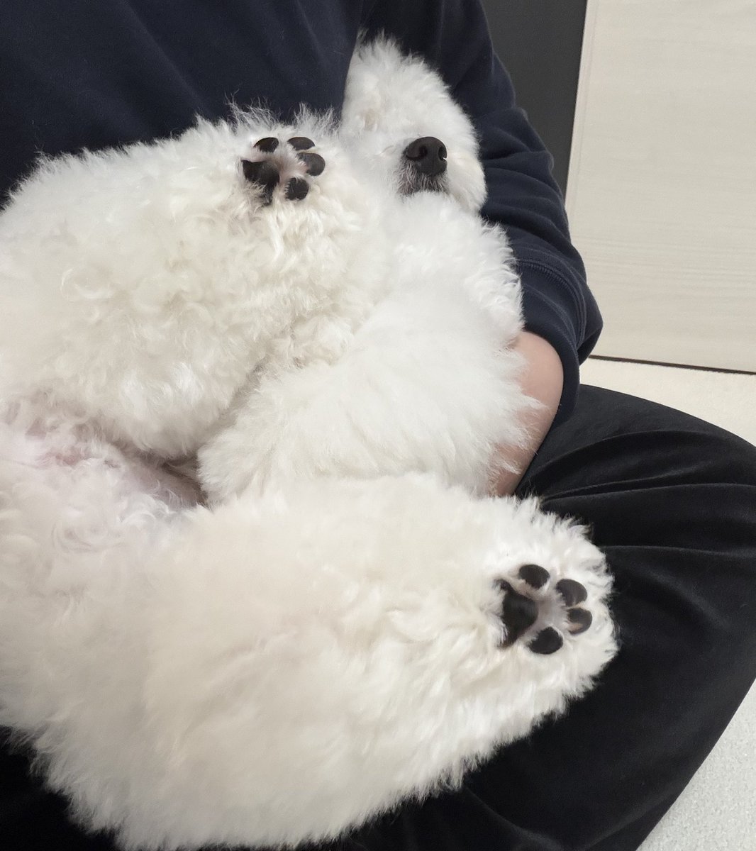 もこもこ tweet media