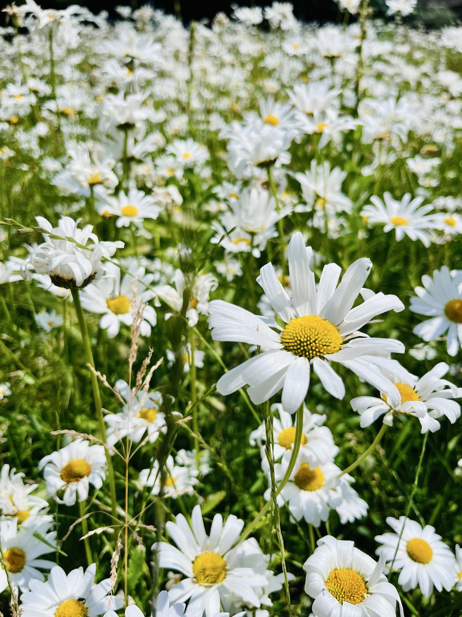 KernGini's tweet image. “Flowers for Spring…ground breaking” 😘#flowersforspring #spring #happyweekend
