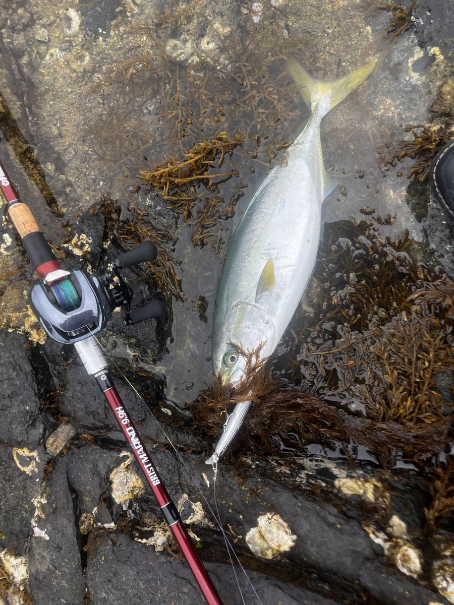 磯野鱸 tweet media