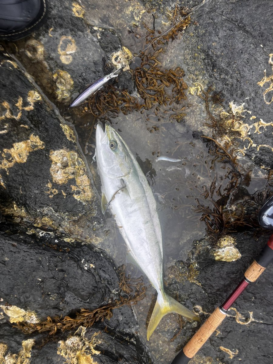 磯野鱸 tweet media