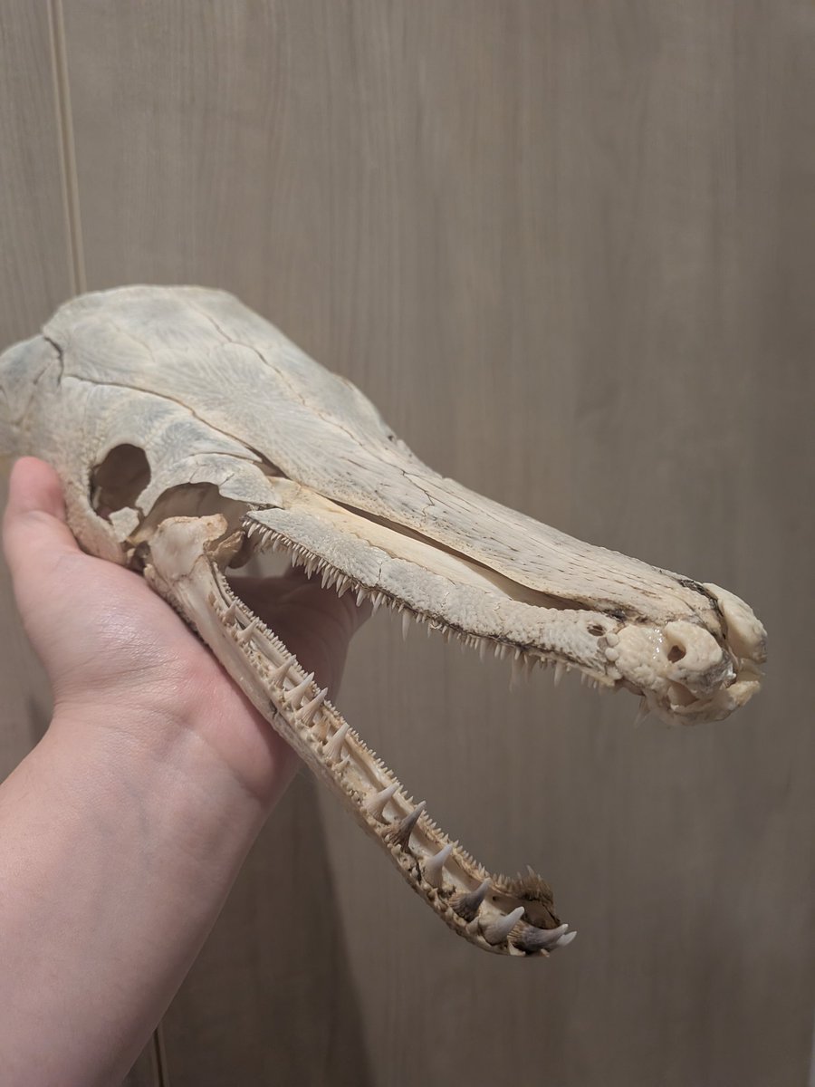 詩花羽なぬの @骨格標本師 tweet media