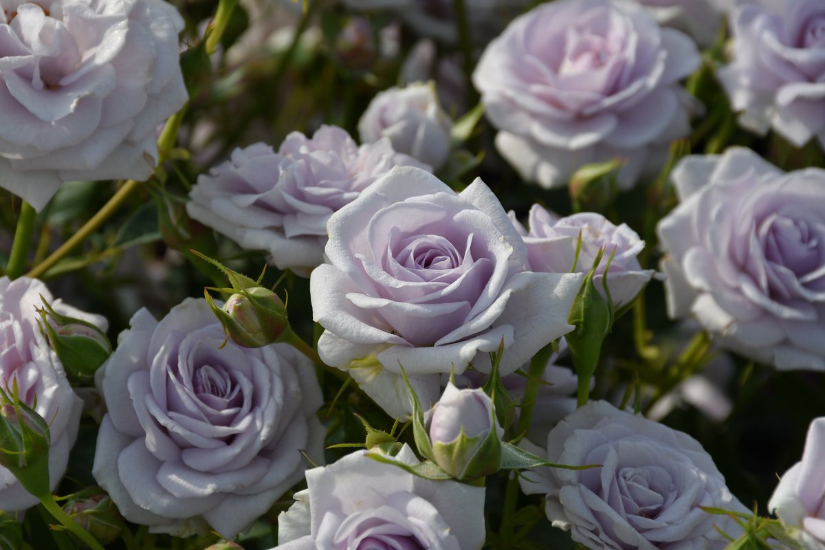 バラの家 公式本店 Rosa Orientis tweet media