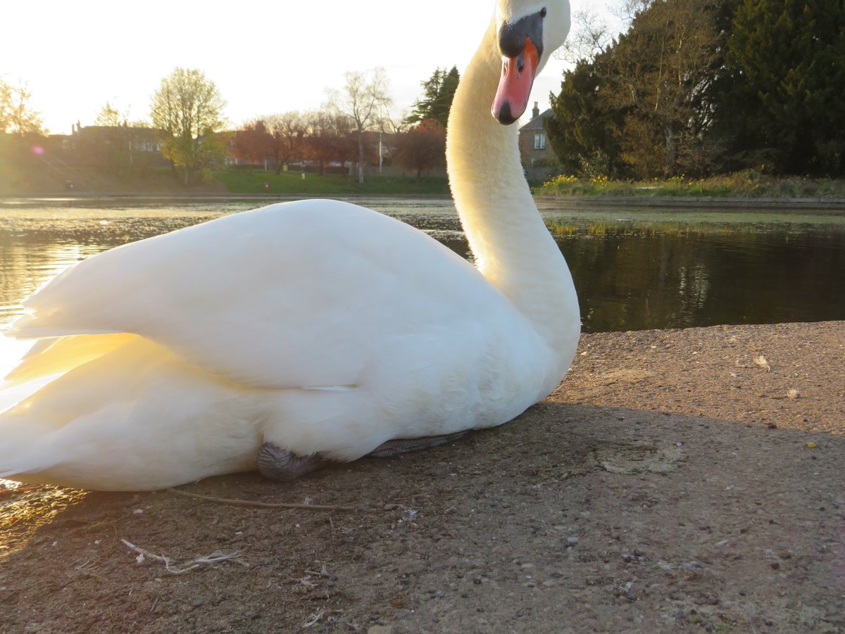 _DundeePerfect_'s tweet image. They said they were going to block the #Sun....
Have they found a way?
Is #Scotland the Guinea Pigs?
images April 2023