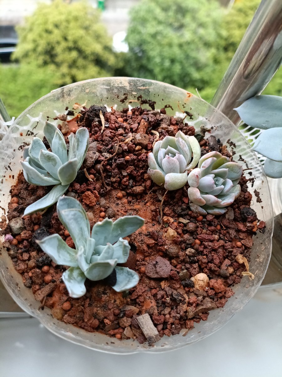 Alloys Mongare tweet media