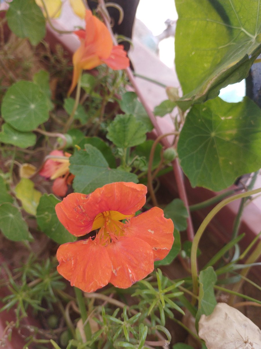 بذرة tweet media
