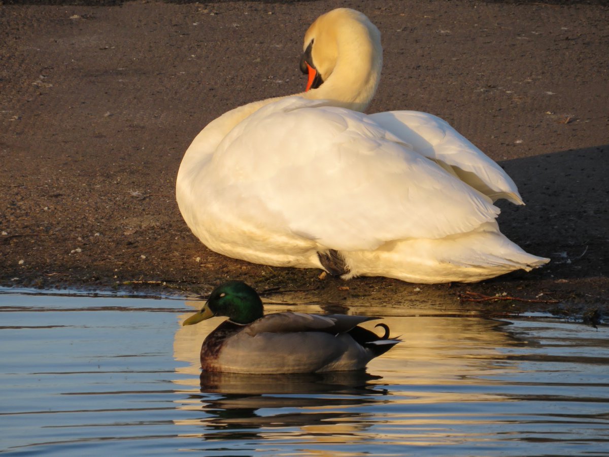_DundeePerfect_'s tweet image. They said they were going to block the #Sun....
Have they found a way?
Is #Scotland the Guinea Pigs?
images April 2023