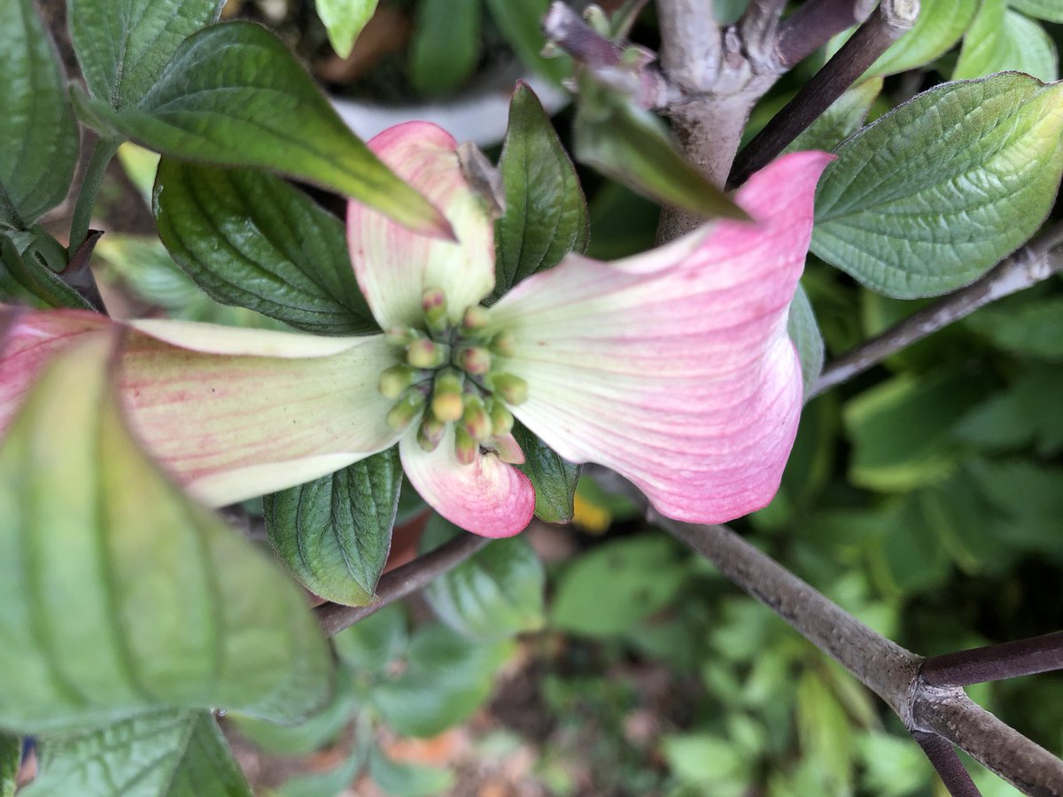 three dream tweet media